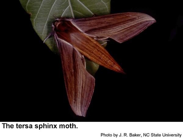 Thumbnail image for Tersa Sphinx